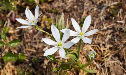 Ornithogalum umbellatum |  Garden star-of-Bethlehem with star shaped flowers, white lanceolate tepals with green stripe on the underside, grooved, smooth leaves white to light green linear midrib