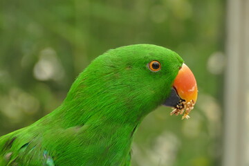 bird, parrot, green, bird, tropical