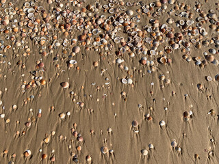 Natural texture of sand and shells