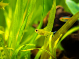 lemon tetra (Hyphessobrycon pulchripinnis ) isolated in a fish tank with blurred background