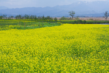 Fototapeta premium 菜の花畑