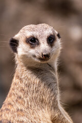 Meerkat on guard duty. Meerkat on the lookout. Meerkat on guard
