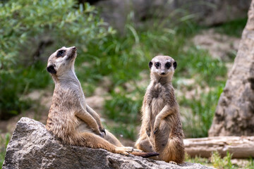 Meerkat on guard duty. Meerkat on the lookout. Meerkat on guard