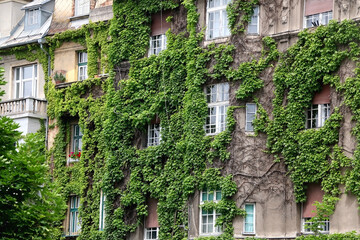 Fototapeta na wymiar Picturesque building facade covered with plants.