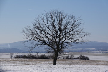 Baum auf verschneitem Acker
