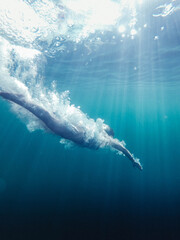 Fototapeta premium Diving into water