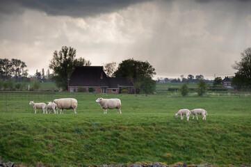 Fototapeta na wymiar sheep and lamb on pasture at storm
