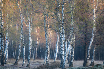 birtch trees at sunrise during spring