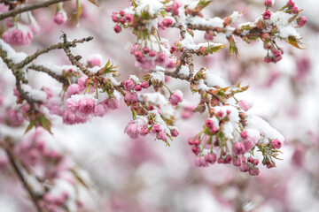 cherry blossom covered with snow