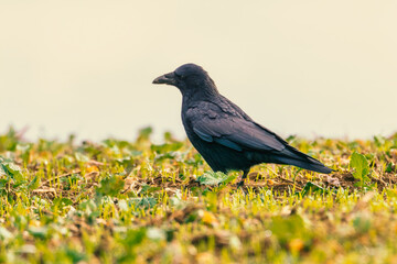 blackbird on the grass