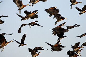 dendrocygne Veuf (dendrocygna viduata)