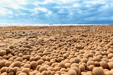 Close up on thousands of ball-shaped algae. Hundreds of sphere of poseidon beside the sea in a sunny day. Brown egagrophilus over the sand in the beach also called Neptune's balls or sea's kiwi. © Yaya Photos