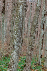 Sabaduri forest in spring, a beautiful place in the north of Tbilisi