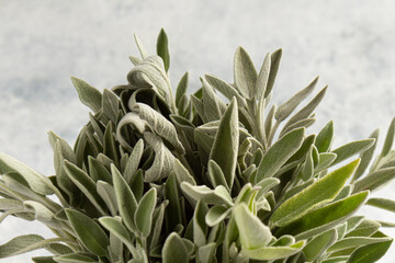 sage salvia leaves close-up on a gray background