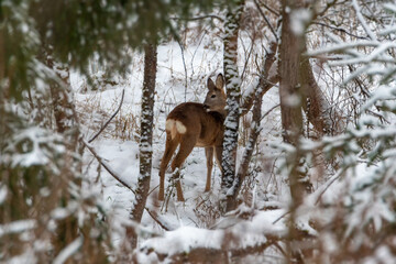 Deer in the snow. Deer in winter