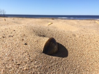 seashell on the beach
