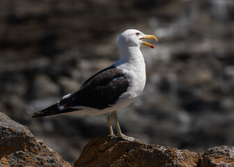 Seagull on a rock against a dark background