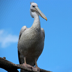 seabird (?) in a zoo in france