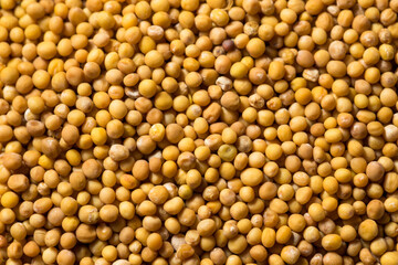 Raw Organic Yellow Mustard Seeds
