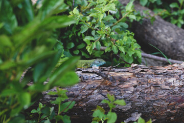 lizard on a tree