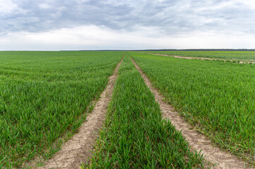 Fototapeta na wymiar Tracks of tractor or seeder in green wheat field in early spring