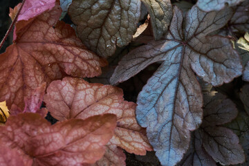 Colored leaves of geychel close up obscures the sunlight. A beautiful combination of two colors.