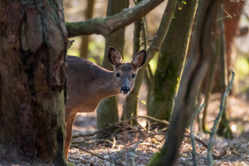 Deer in the forest. Deer in nature