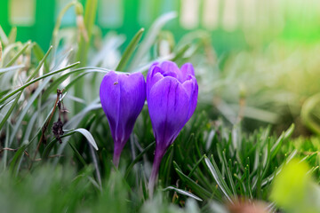 Crocuses bloom in early spring on a background of green grass