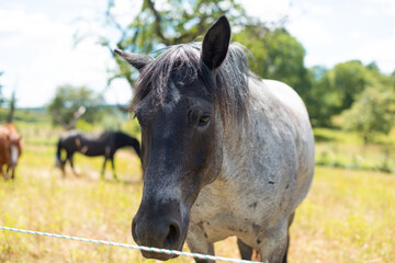 Fototapeta premium pferd auf wiese portrait