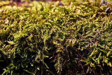 Green moss on an old log. Close-up, selective focus, macro