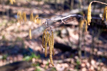 Hazel catkins. The tree blooms in spring.