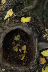 big hollow in a tree with leaves in the autumn forest