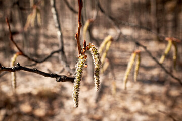 Hazel catkins. The tree blooms in spring.