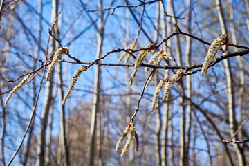 Hazel catkins. The tree blooms in spring.