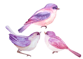 
three watercolor purple birdson the white background