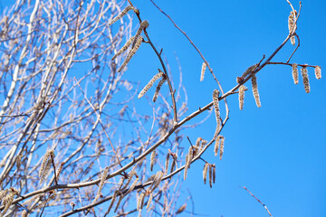 Hazel catkins. The tree blooms in spring.