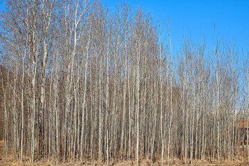 Aspen grove in early spring. Straight rows of tree trunks against the blue sky.