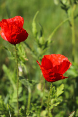 Poppy flower in a field. Close up. Nature background.