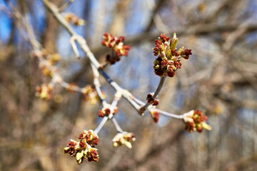 The budding buds and catkins of the American maple against the blue sky. Spring background. Close-up, selective focus, macro