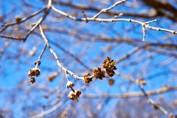 The budding buds and catkins of the American maple against the blue sky. Spring background. Close-up, selective focus, macro