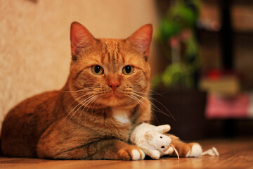 A large striped redhead cat that lies on the floor. 