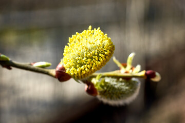 Willow blossom. Branches with yellow catkins against the blue sky. Spring background.  Close-up, selective focus