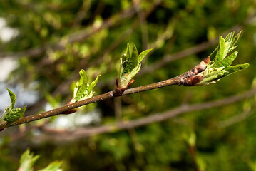 The budding buds of the tree. New green leaves. The awakening of life in the spring.