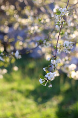 Spring blossoms on a tree. Selective focus.