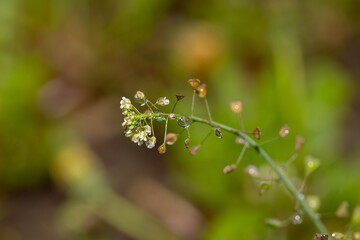 Small white flowers of Bursae pastoris herba herb with raindrops