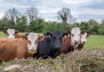 Small herd of cows posing for the camera on the pasture