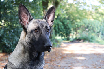 Young german shepherd watching curiously sitting in a park.