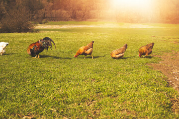 Hens and rooster grazing the green field on animal farm.