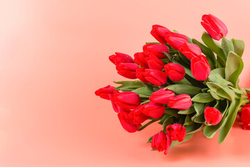 A bouquet of beautiful red tulips on pink background. Copy space