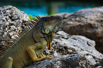 Closeup of green iguana. Lizard basking in the sun South Florida.